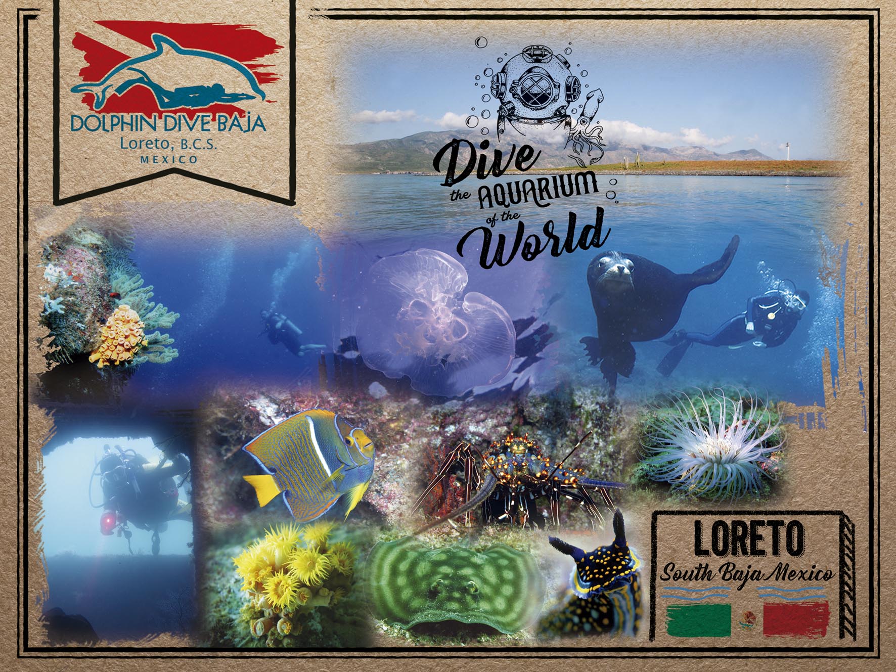 Dolphin dive baja